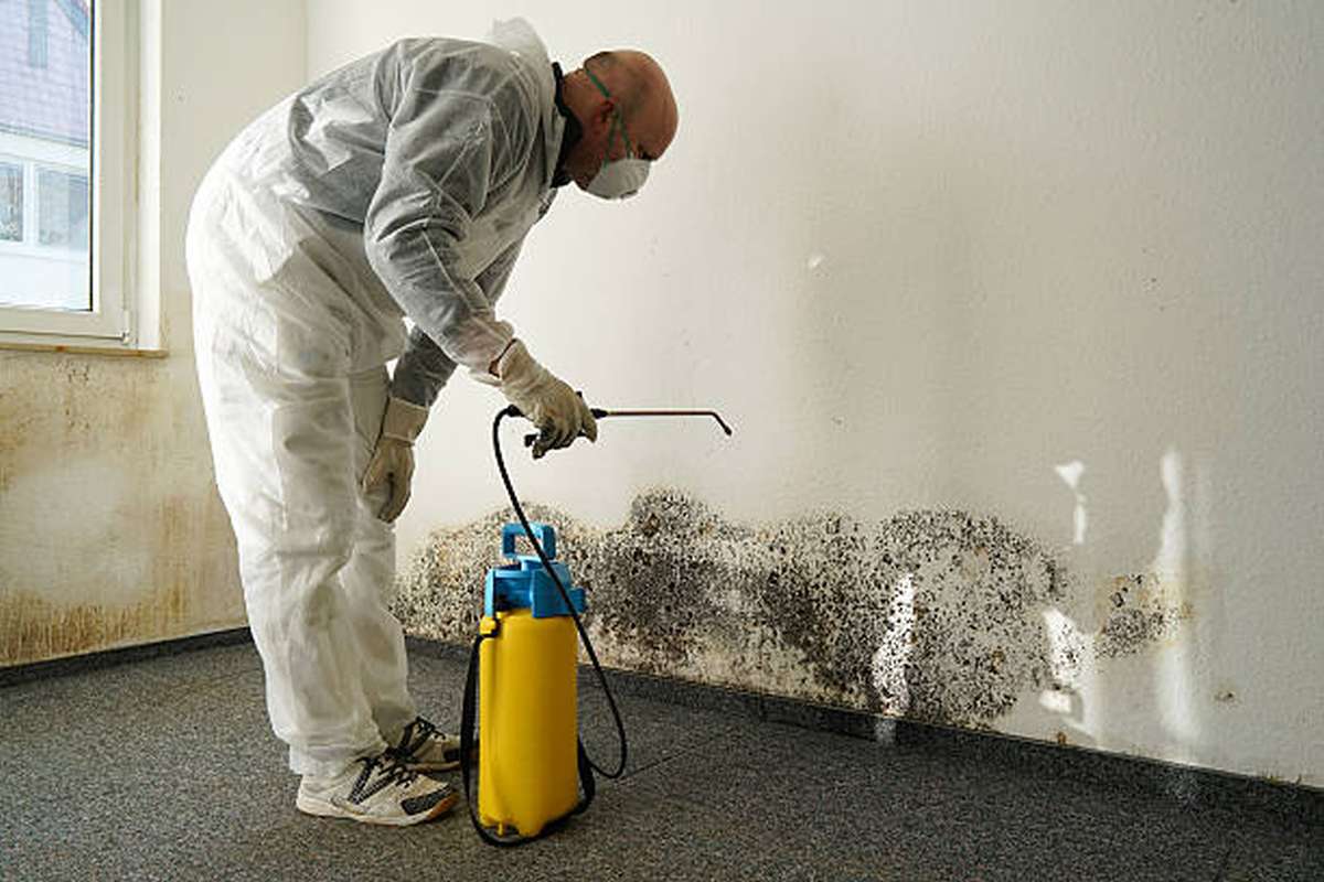how do i know if i need a mould and algae removal service2